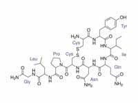 Oxytocin