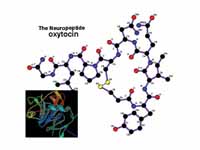 Oxytocin structure. Inset shows oxyto...