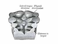 Floor of pharynx of embryo between 18...