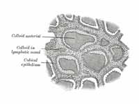 Section of thyroid gland of sheep. X ...