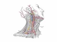 Thyroid visible in superficial dissec...