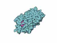 Thyroxine binding globulin