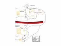 Diagram summarising control of stomac...