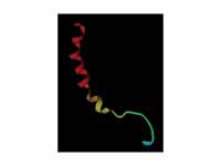 Structure of Neuropeptide Y