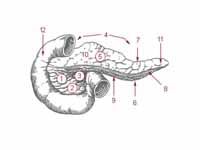 1: Head of pancreas  -  2: Uncinate p...