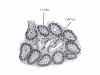 Section of pancreas of dog. X 250.