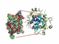 The structure of insulin. The left si...