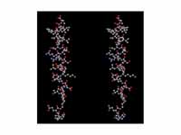 Animation - Glucagon Stereogram