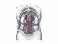 Human kidneys viewed from behind with...