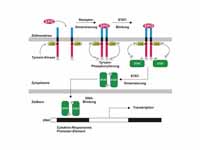 JAK-STAT signaling pathway