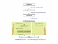 Corticosteroid biosynthetic pathway i...