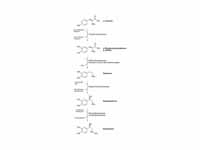 Catecholamines biosynthesis