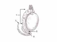 Testis surface