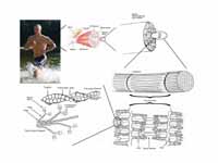 A top-down view of skeletal muscle