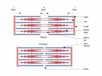 Sliding filament model of muscle cont...