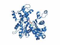 G-Actin (PDB code: 1j6z). ADP and the...