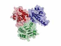 Calsequestrin monomer showing the thr...