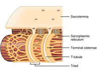 Narrow T-tubules permit the conductio...