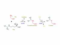 Creatine Synthesis