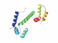 Calmodulin 3D structure