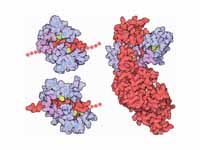 Flexibility of Calmodulin. Calmodulin...