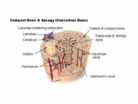 Cross-section of a long bone showing ...