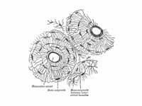 Transverse section of body of human f...