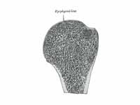 Longitudinal section of head of left ...