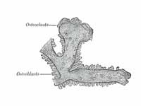 Osteoblasts and osteoclasts on trabec...