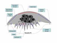 Illustrated cross-section of an activ...