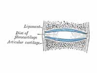 Diagrammatic section of a symphysis.