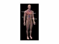 Diagram of the human circulatory syst...