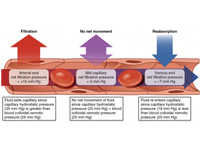 Capillary exchange