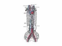 The brachiocephalic veins, superior v...