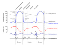 Wiggers Diagram, showing various even...