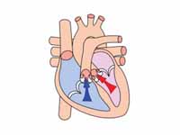 Ventricular systole