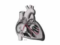 Schematic representation of the atrio...