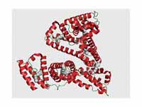 The structure of human serum albumin ...