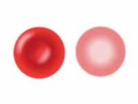 Erythrocyte