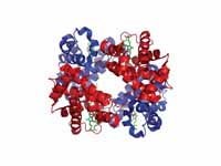 Structure of hemoglobin. The protein ...