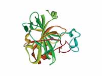 Ribbon diagram of human carbonic anhy...