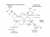 The coagulation cascade.