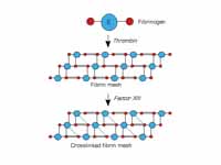 Factor XIII crosslinks fibrin