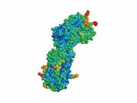 Antithrombin dimer