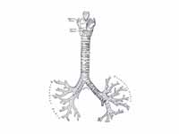 Front view of cartilages of larynx, t...