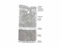 Transverse section of trachea.