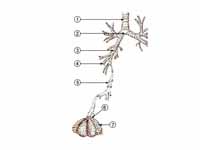 1. Trachea  -  2. Mainstem bronchus  ...