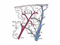 Schematic longitudinal section of a p...