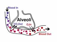 Gaseous exchange in the lung.