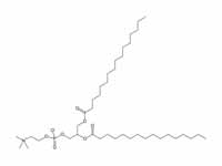 Dipalmitoylphosphatidylcholine (DPPC)...